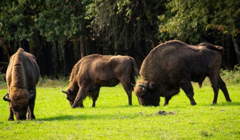 Bialowieza Forest Reserve - A Haven for Wildlife Enthusiasts